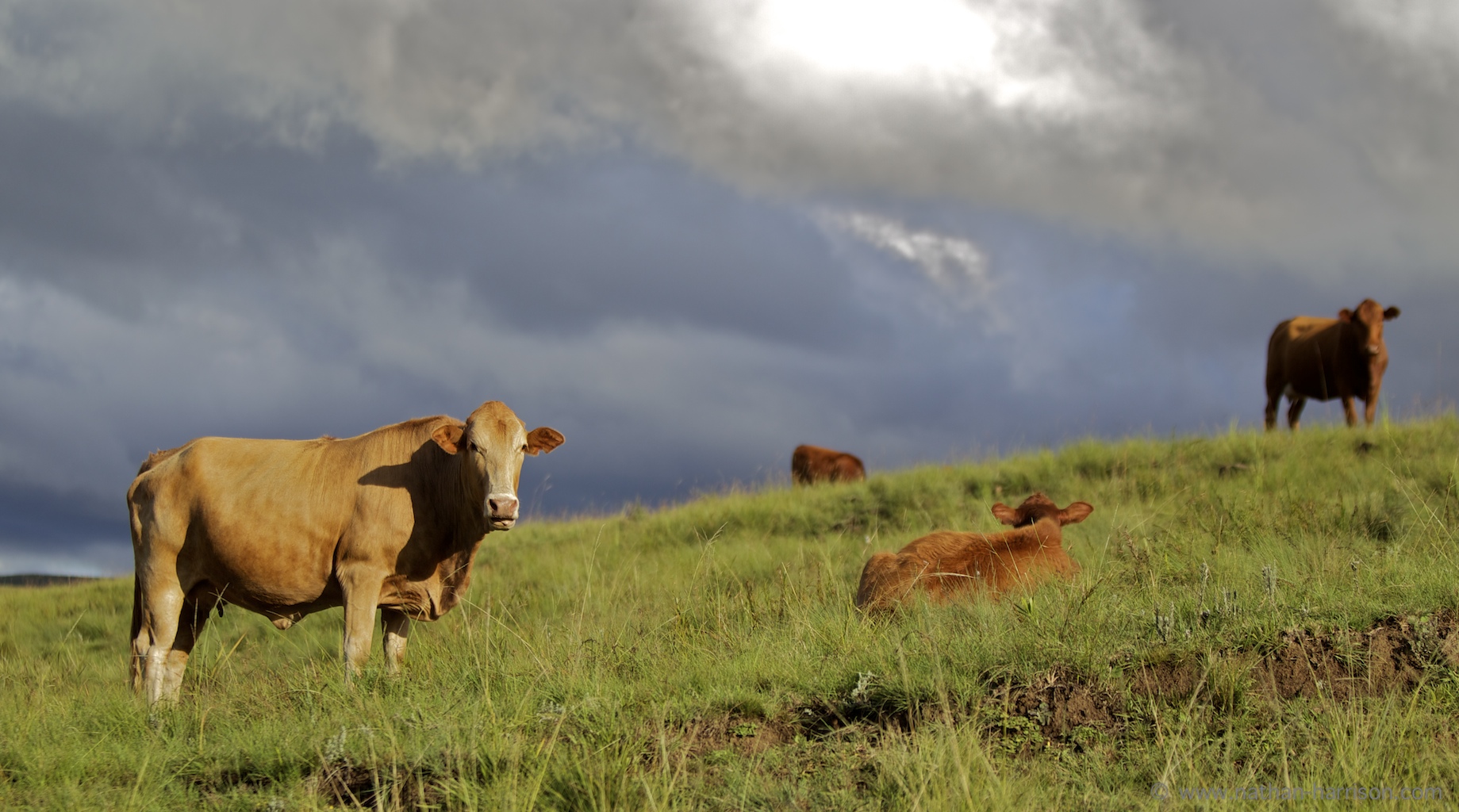 Cows, Drakensburg, South Africa – Nathan Harrison DIRECTOR CAMERAMAN ...